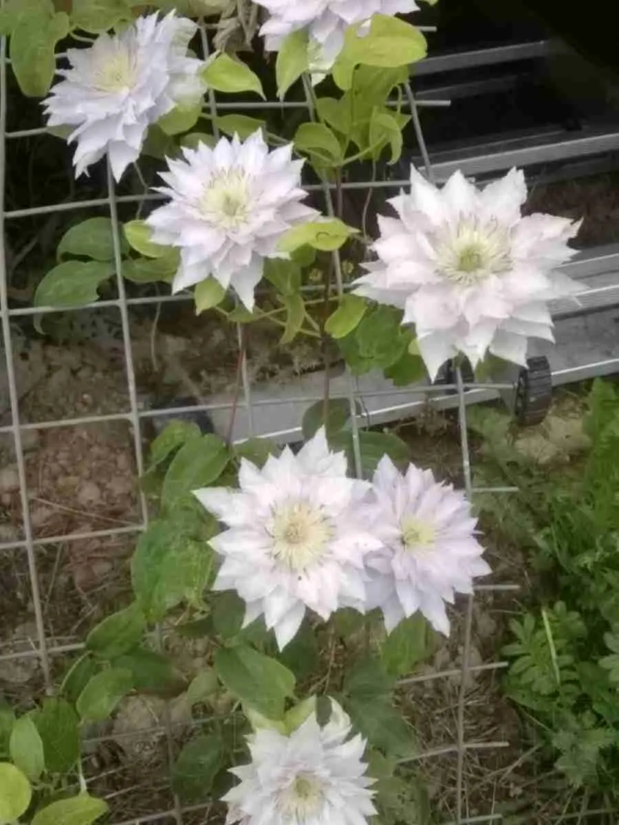 Клематис Dancing King