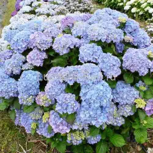 Гортензия крупнолистная Blauer Zwerg
