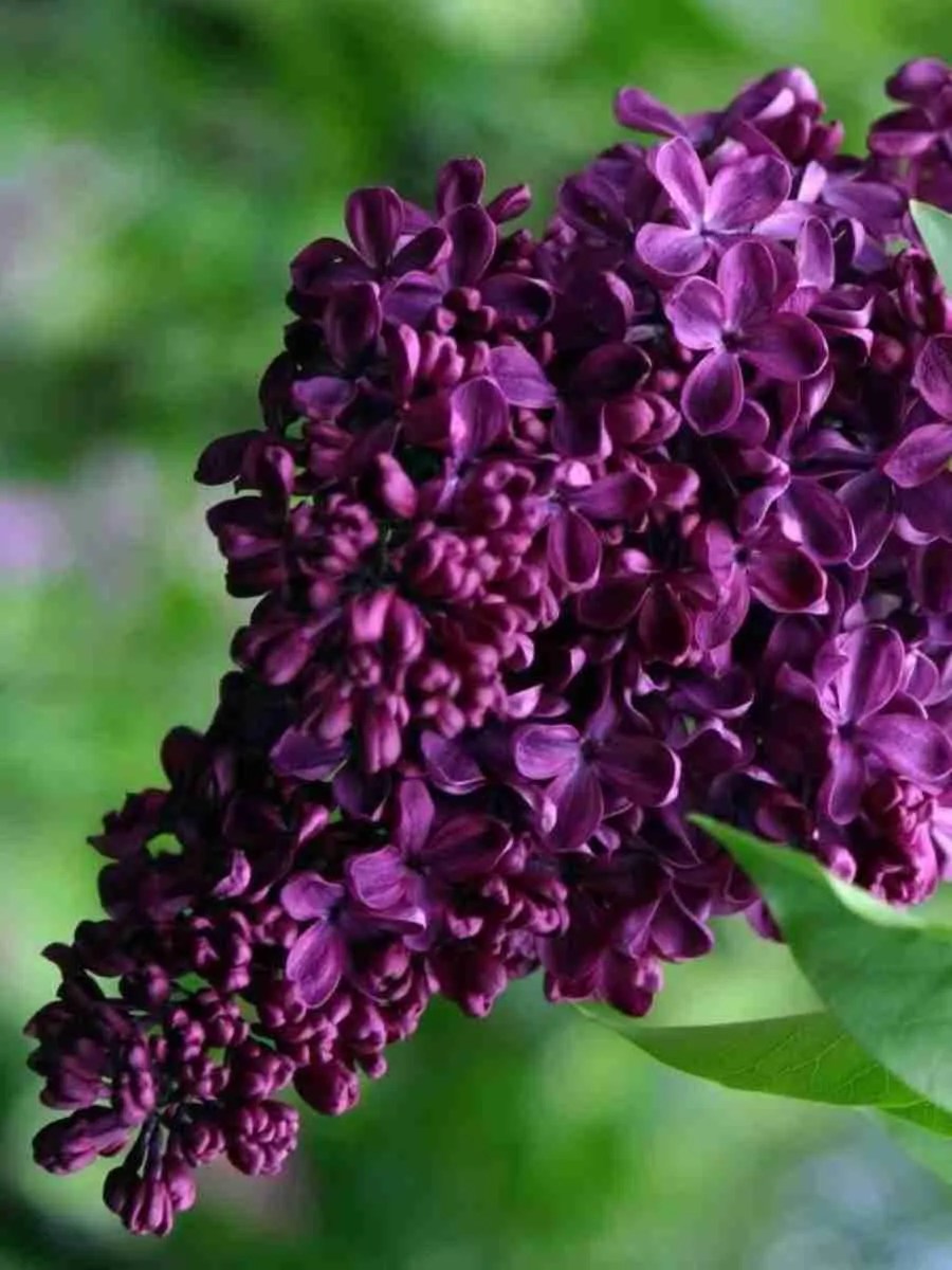 Сирень обыкновенная Хосе Марти