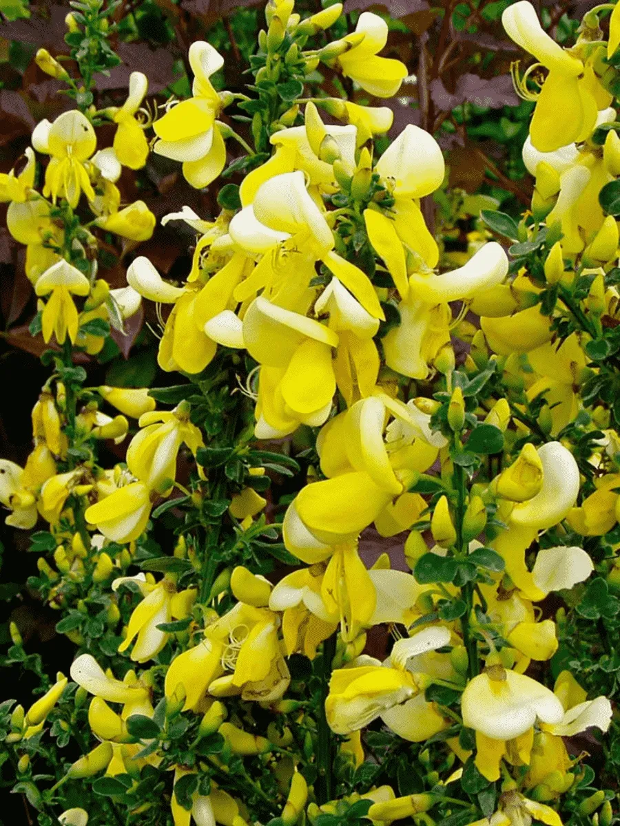 Ракитник Luna