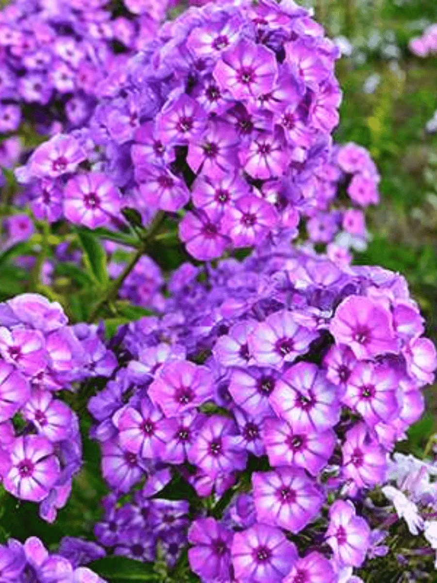 Флокс метельчатый Вий