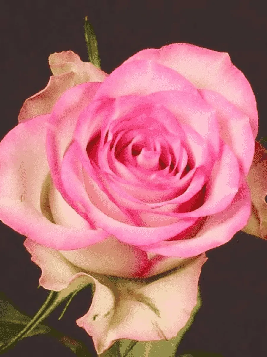 Роза чайно-гибридная Lovely jewel