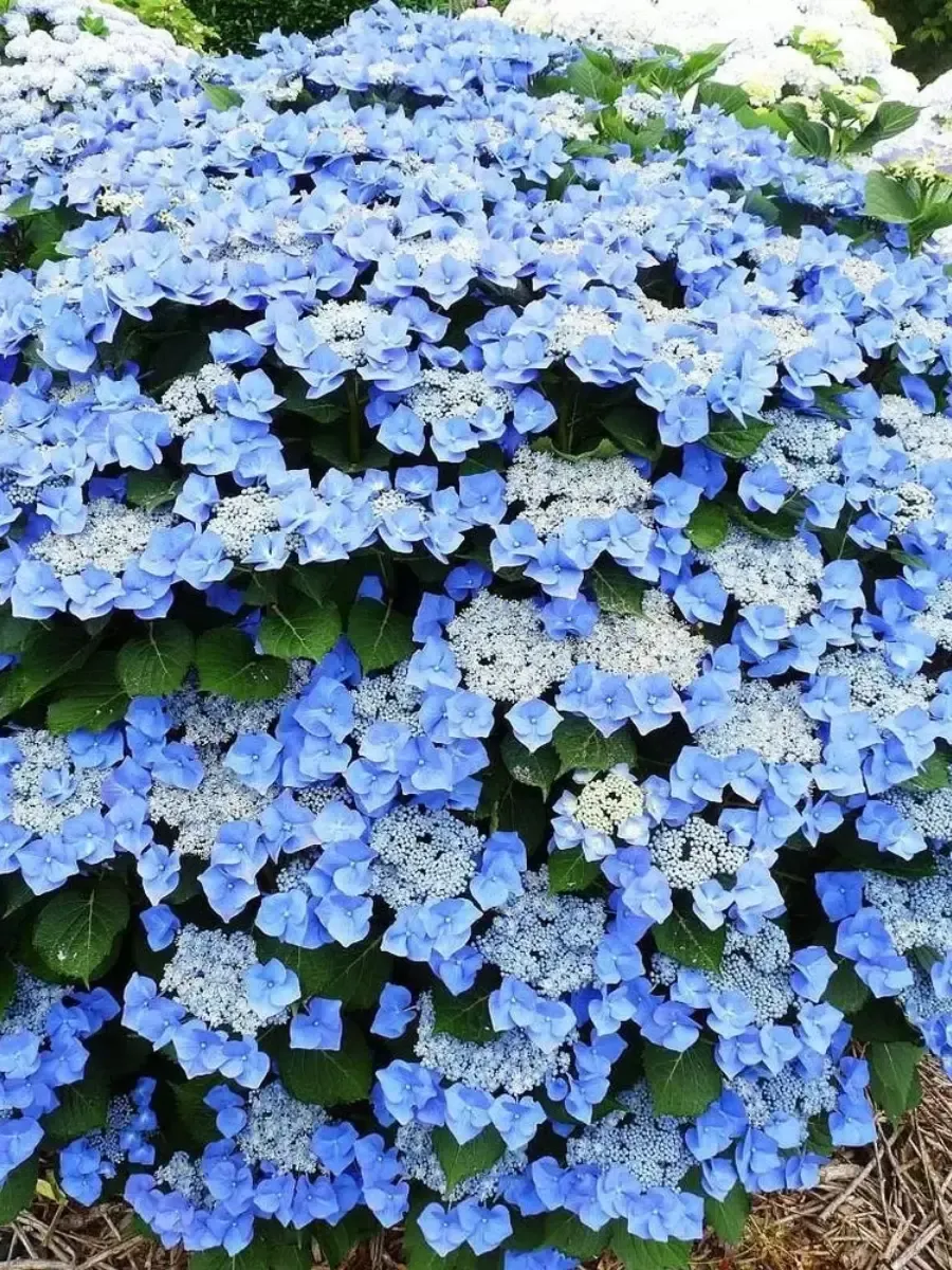 Гортензия крупнолистная Blaumeise