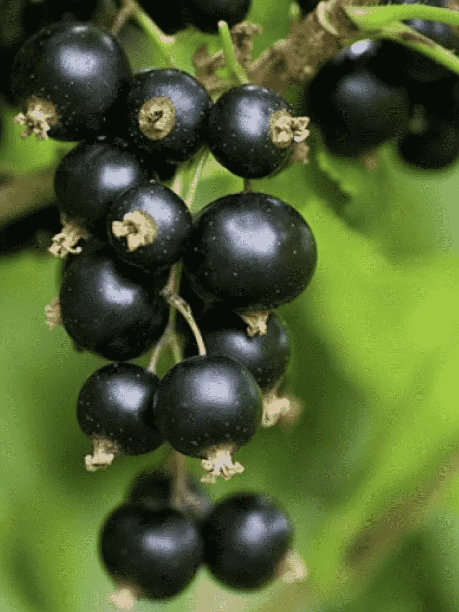 Смородина черная Наслаждение Смородина черная Наслаждение