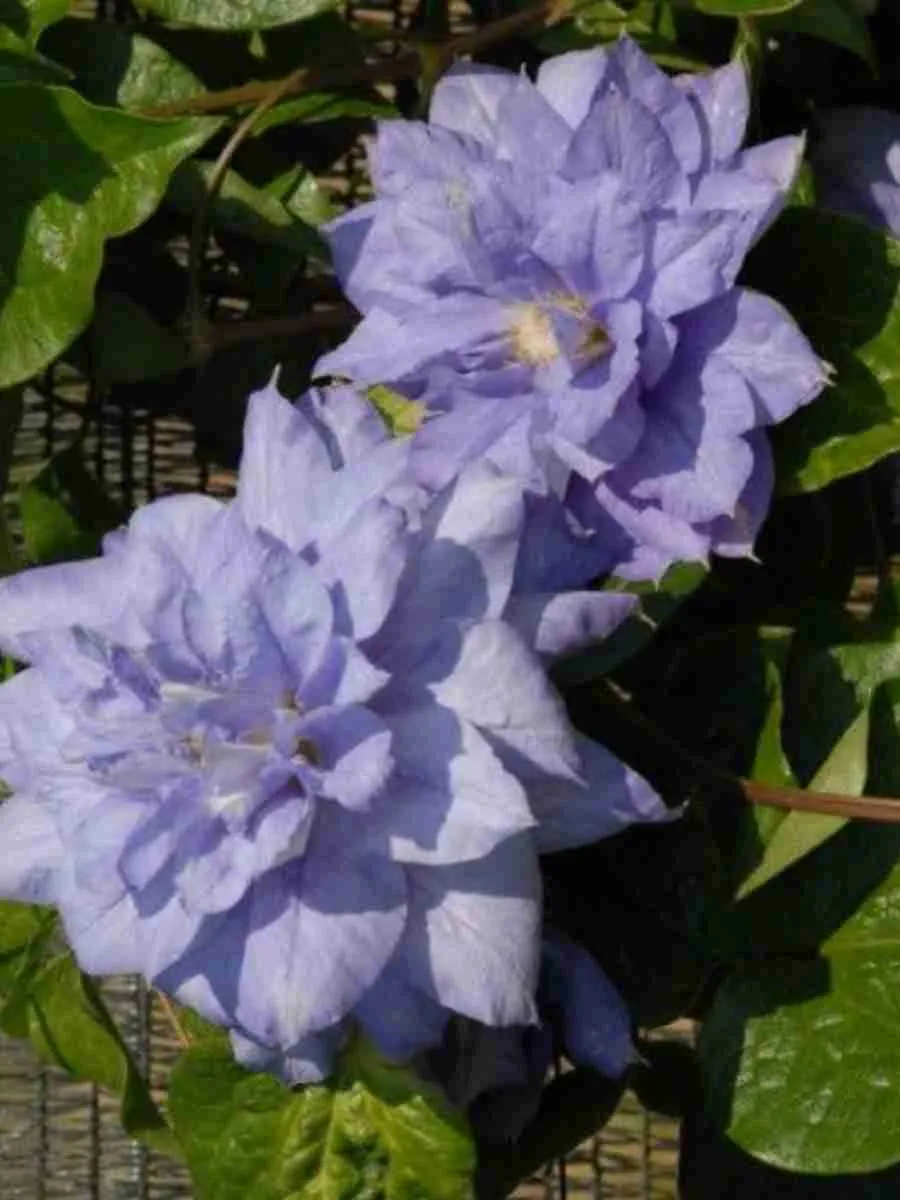 Клематис гибридный Mazury Клематис гибридный Mazury