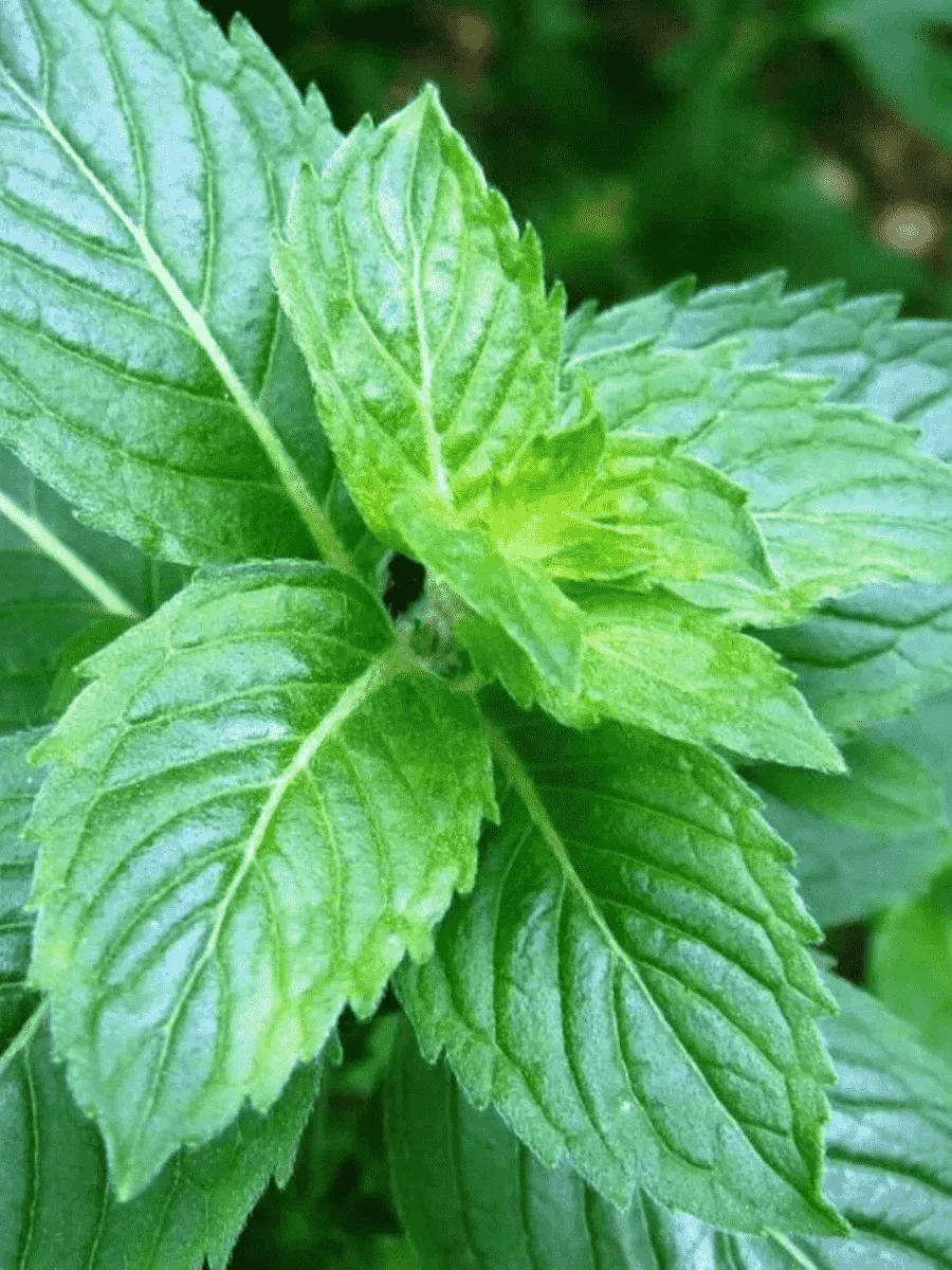 Мята перечная Mitchem