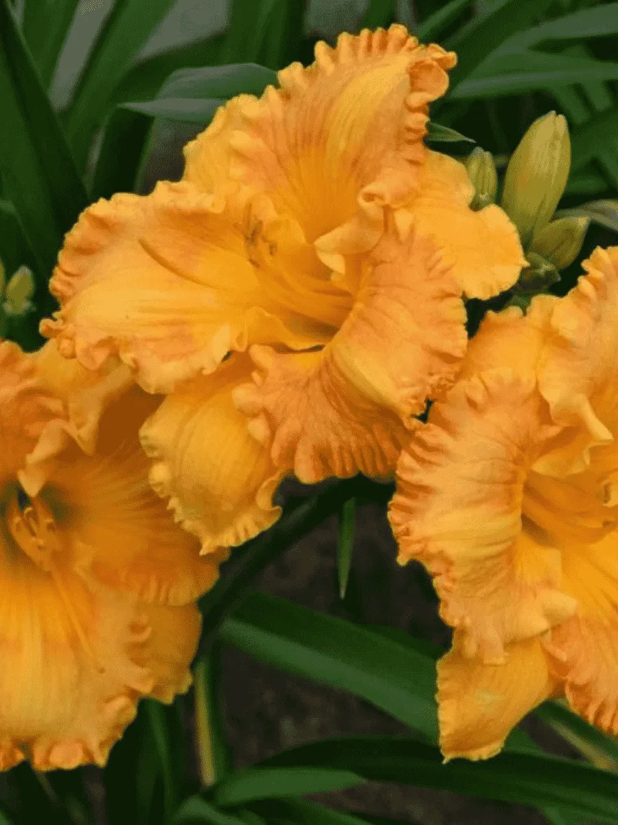 Лилейник Orange Nassau