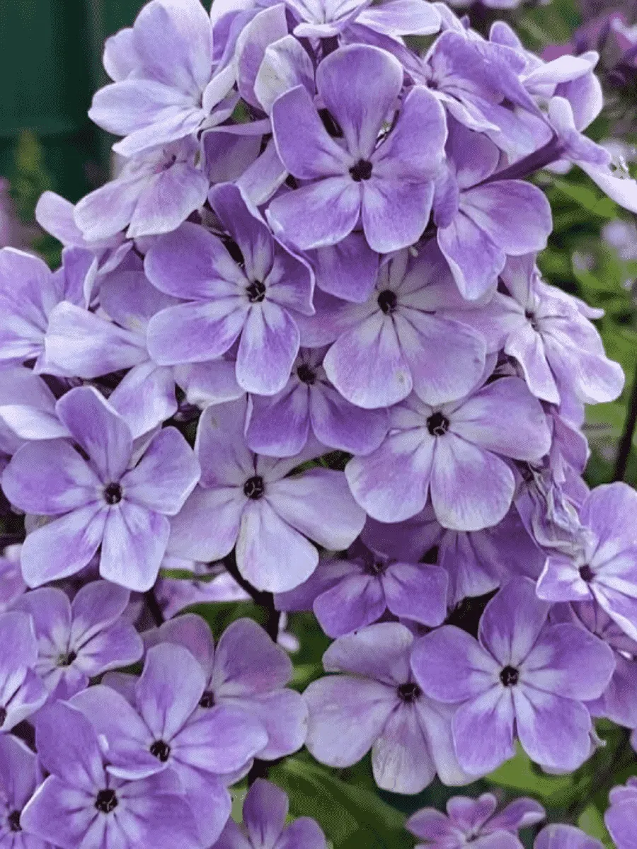 Флокс метельчатый Горожанка