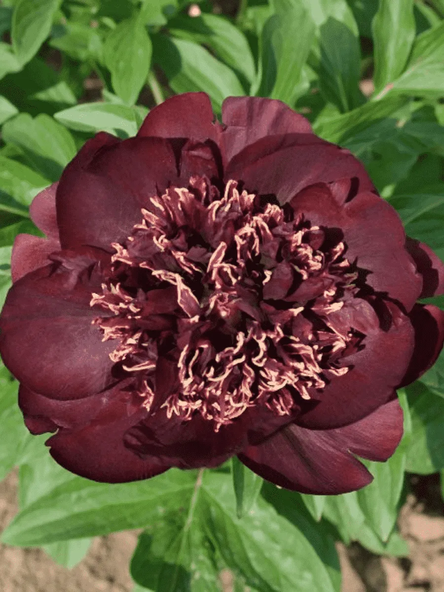 Пион гибридный Chocolate Soldier