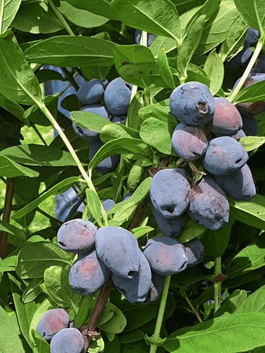 Жимолость плодовая Blue Treasure Жимолость плодовая Blue Treasure