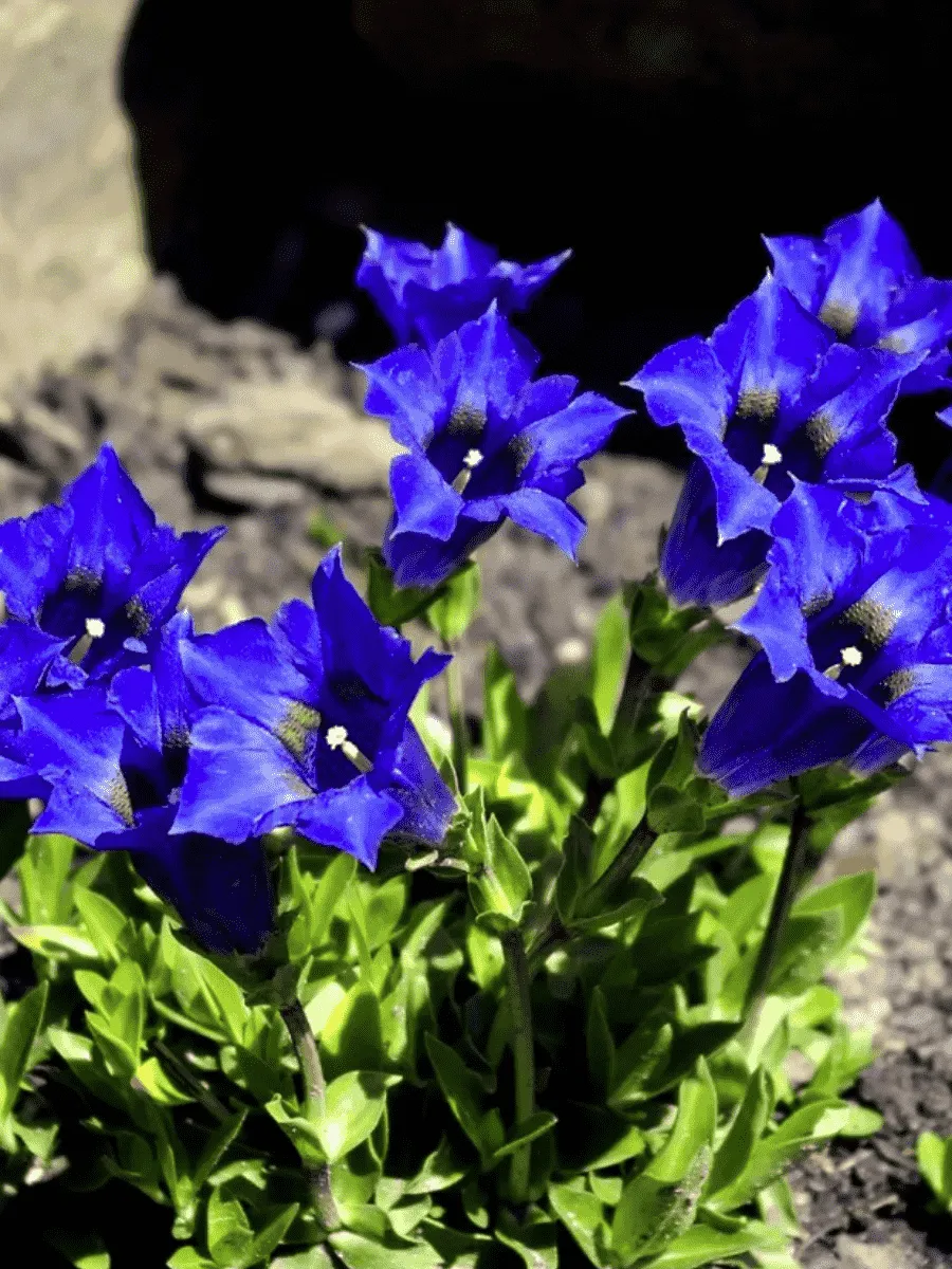 Горечавка Макиной Corona