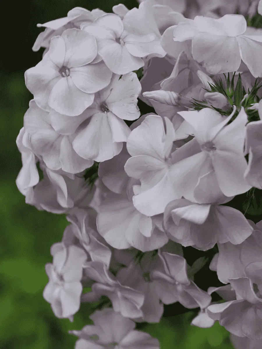 Флокс метельчатый Росинка