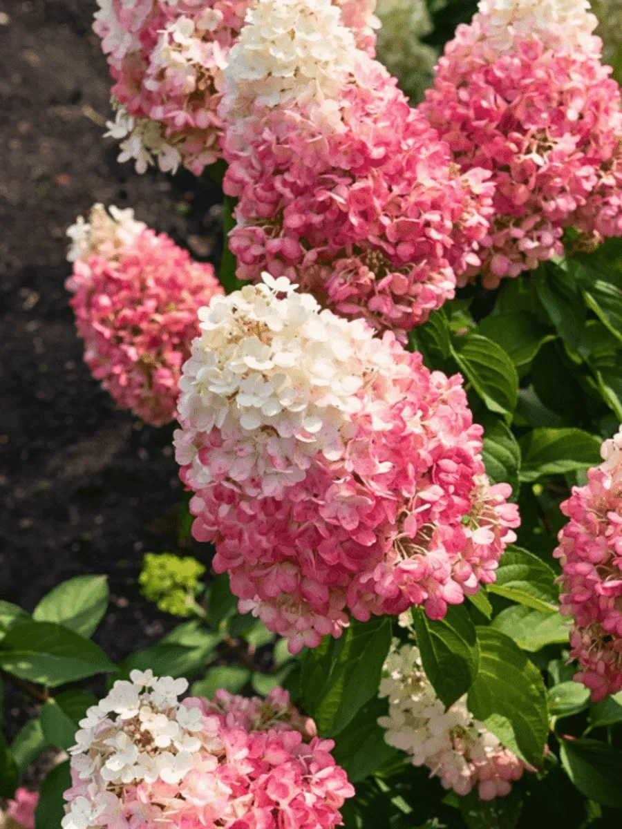 Гортензия метельчатая Pinky Promise