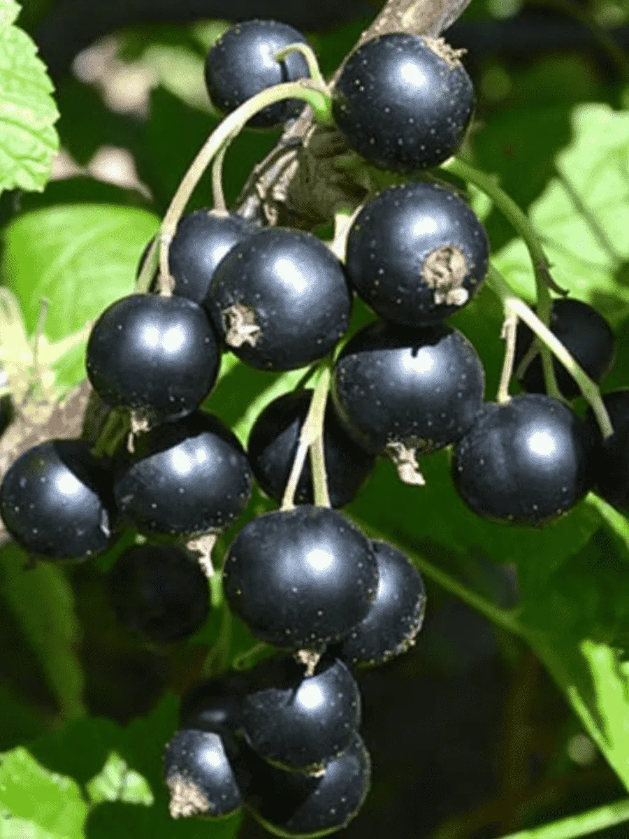 Смородина черная Вологодское кружево Смородина черная Вологодское кружево