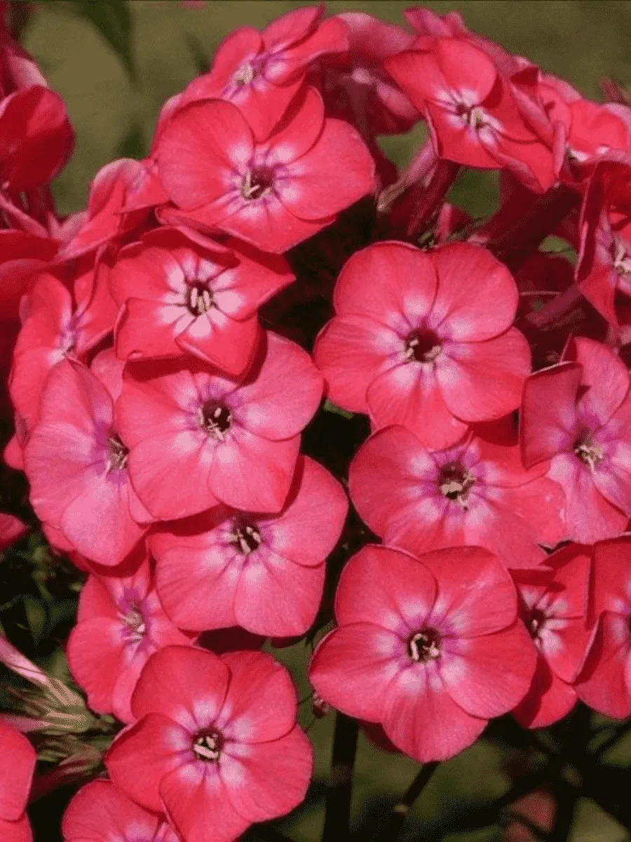 Флокс метельчатый Николас Фламель