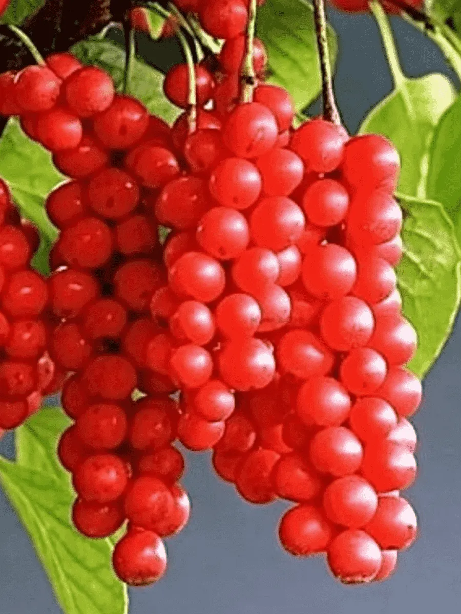 Лимонник китайский Лимонник китайский