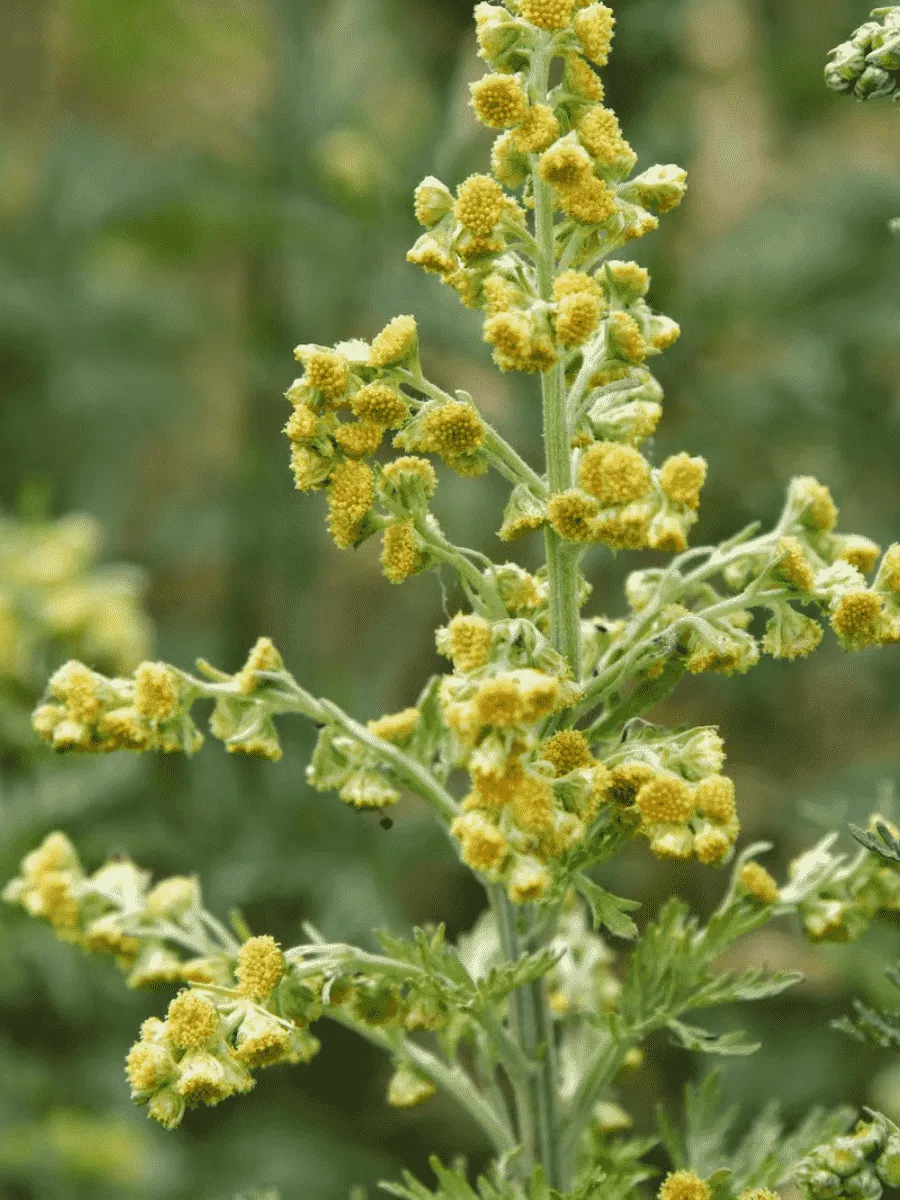 Полынь Полынь