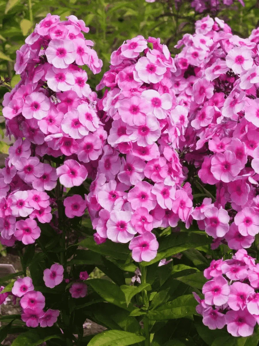 Флокс метельчатый Fondant Fancy