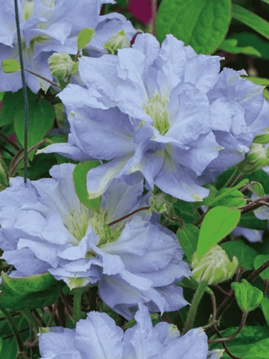 Клематис Diamond Ball