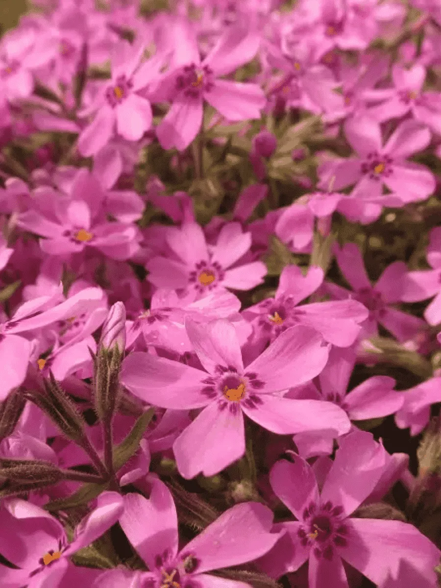 Флокс шиловидный Nettleton variation