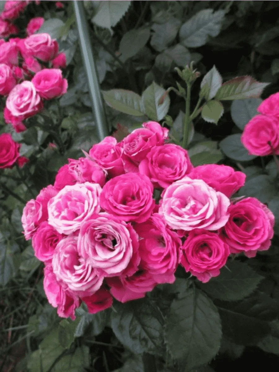 Роза спрей Cherry Folies Роза спрей Cherry Folies