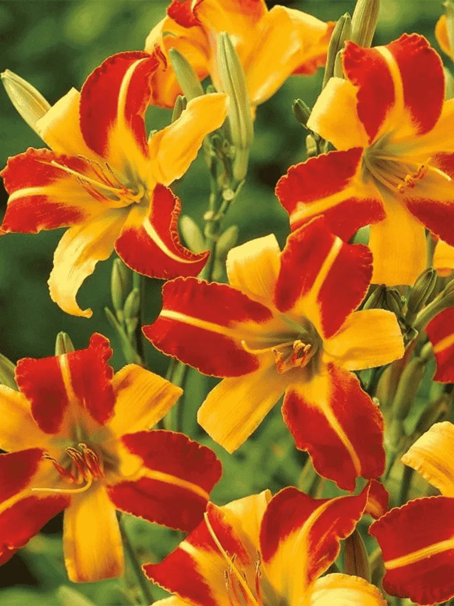 Лилейник Frans Hals