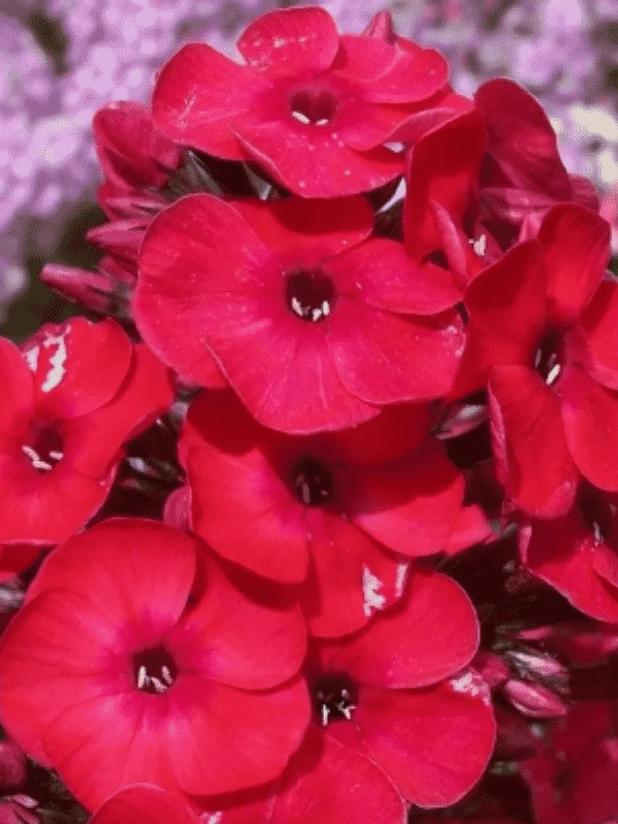 Флокс метельчатый Red Girl