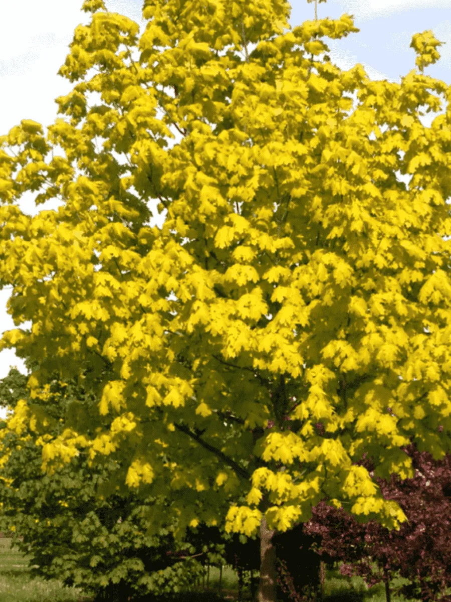 Клен остролистный Princeton Gold Клен остролистный Princeton Gold