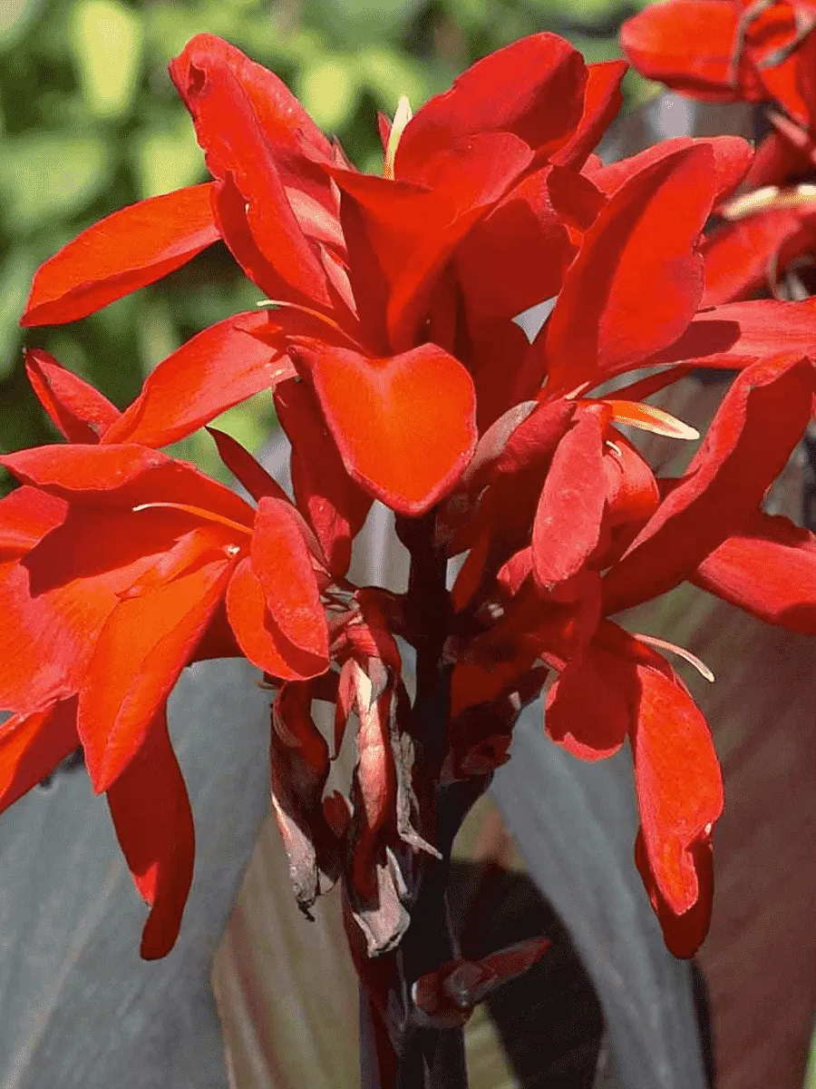 Канна Red Futurity