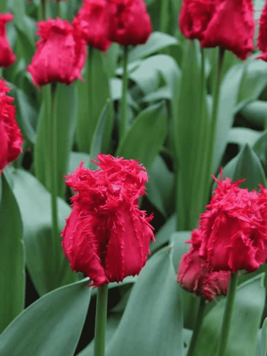 Тюльпан Barbados