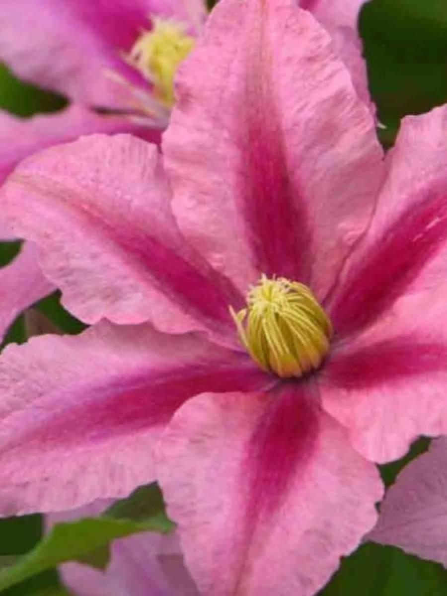 Клематис Rosamunde Клематис Rosamunde