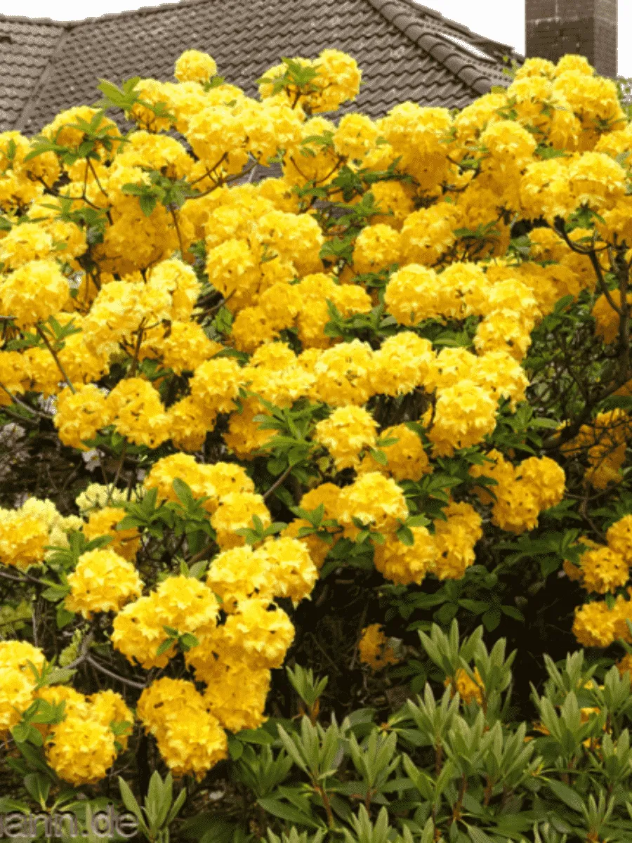 Азалия крупноцветковая Yellow Pom Pom Азалия крупноцветковая Yellow Pom Pom