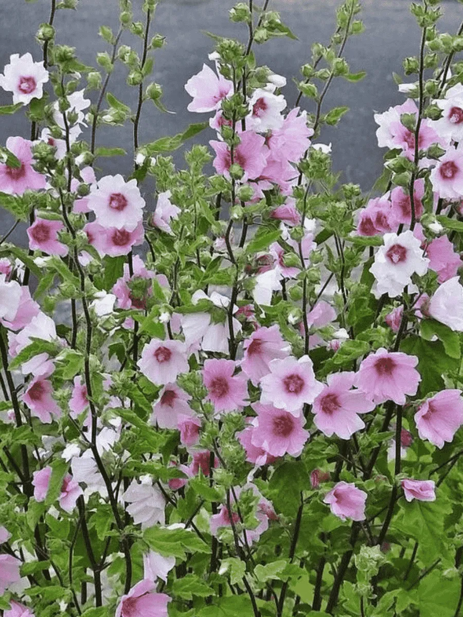 Лаватера гибридная Barnsley Baby