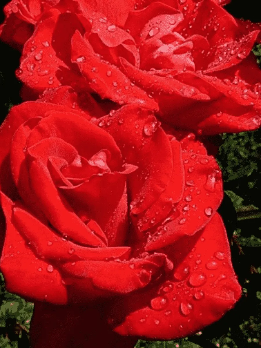 Роза чайно-гибридная Sophia Loren