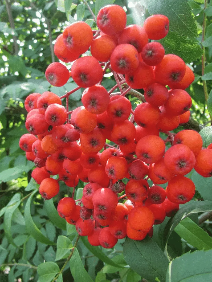 Рябина сладкоплодная Edulis Рябина сладкоплодная Edulis