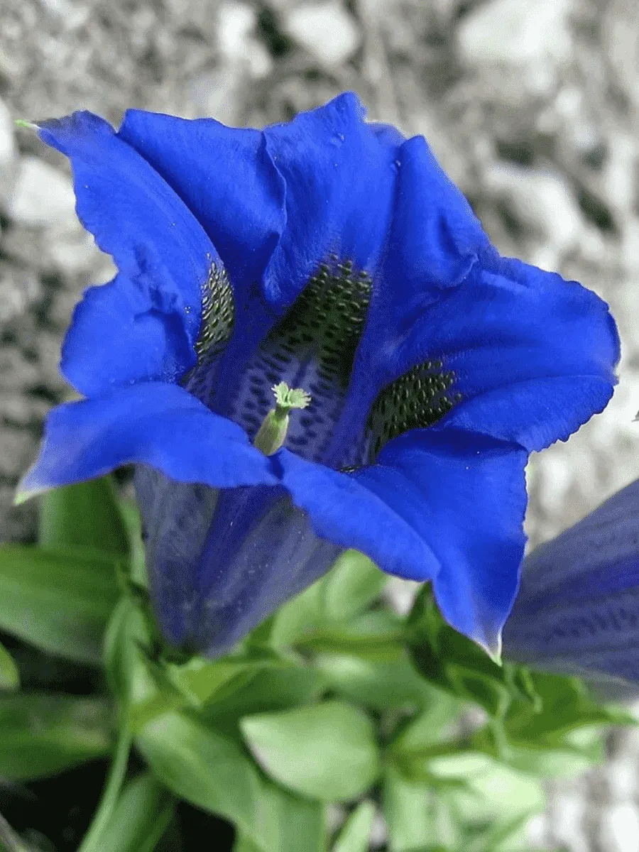 Горечавка бесстебельная Blue Star