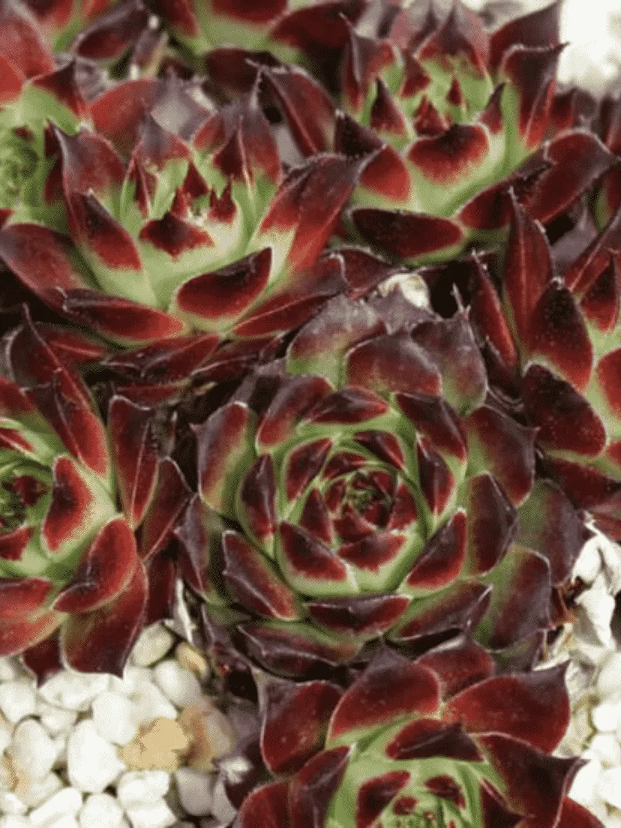 Молодило гибридное Calcareum Guillaumes