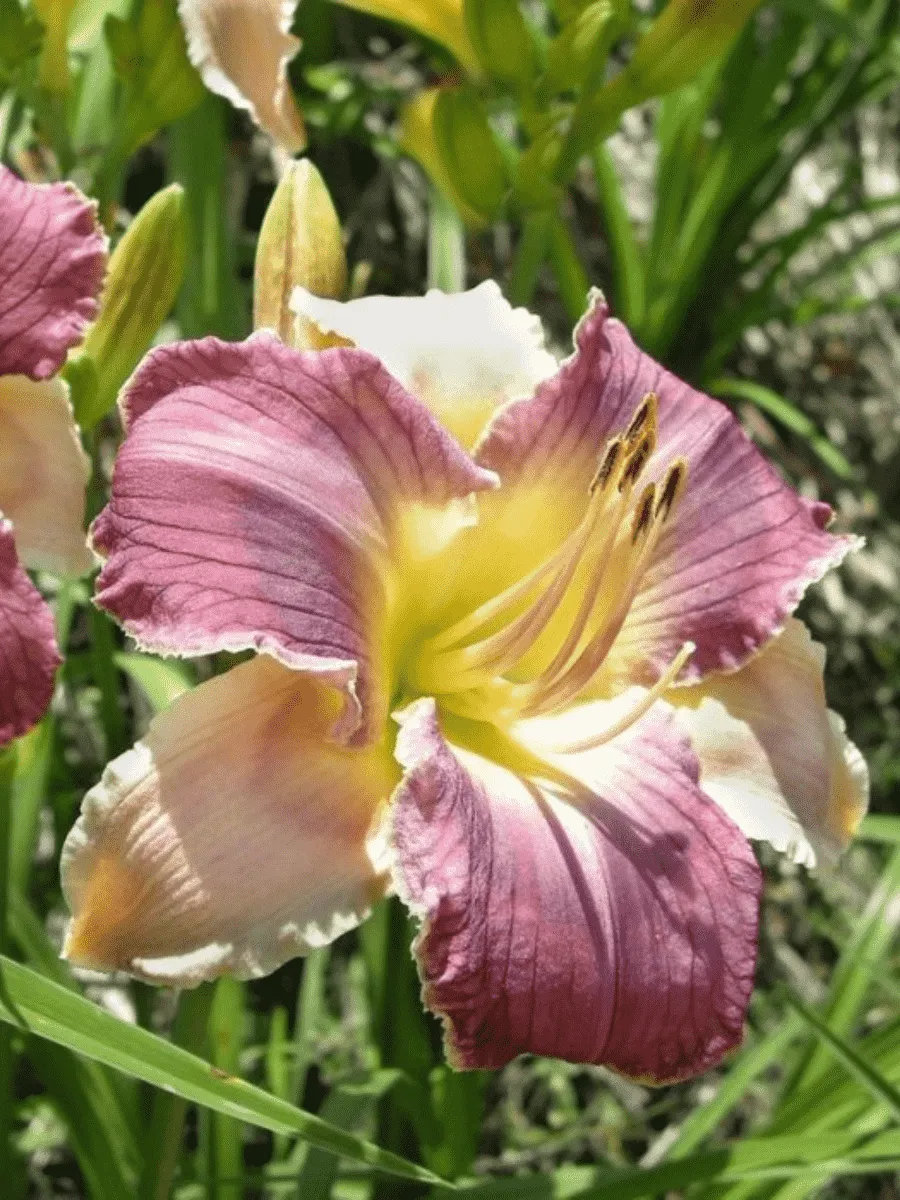 Лилейник Longfields Woodpecker