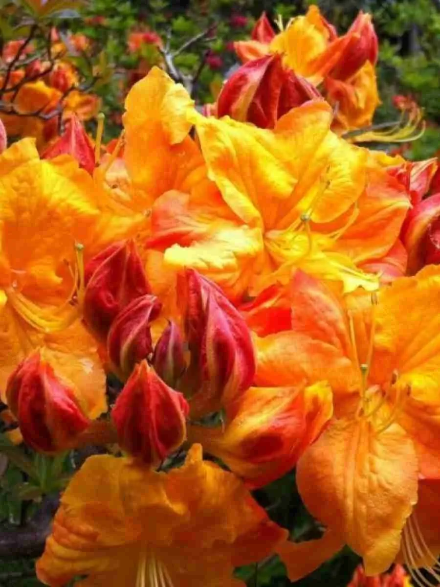 Азалия Klondyke