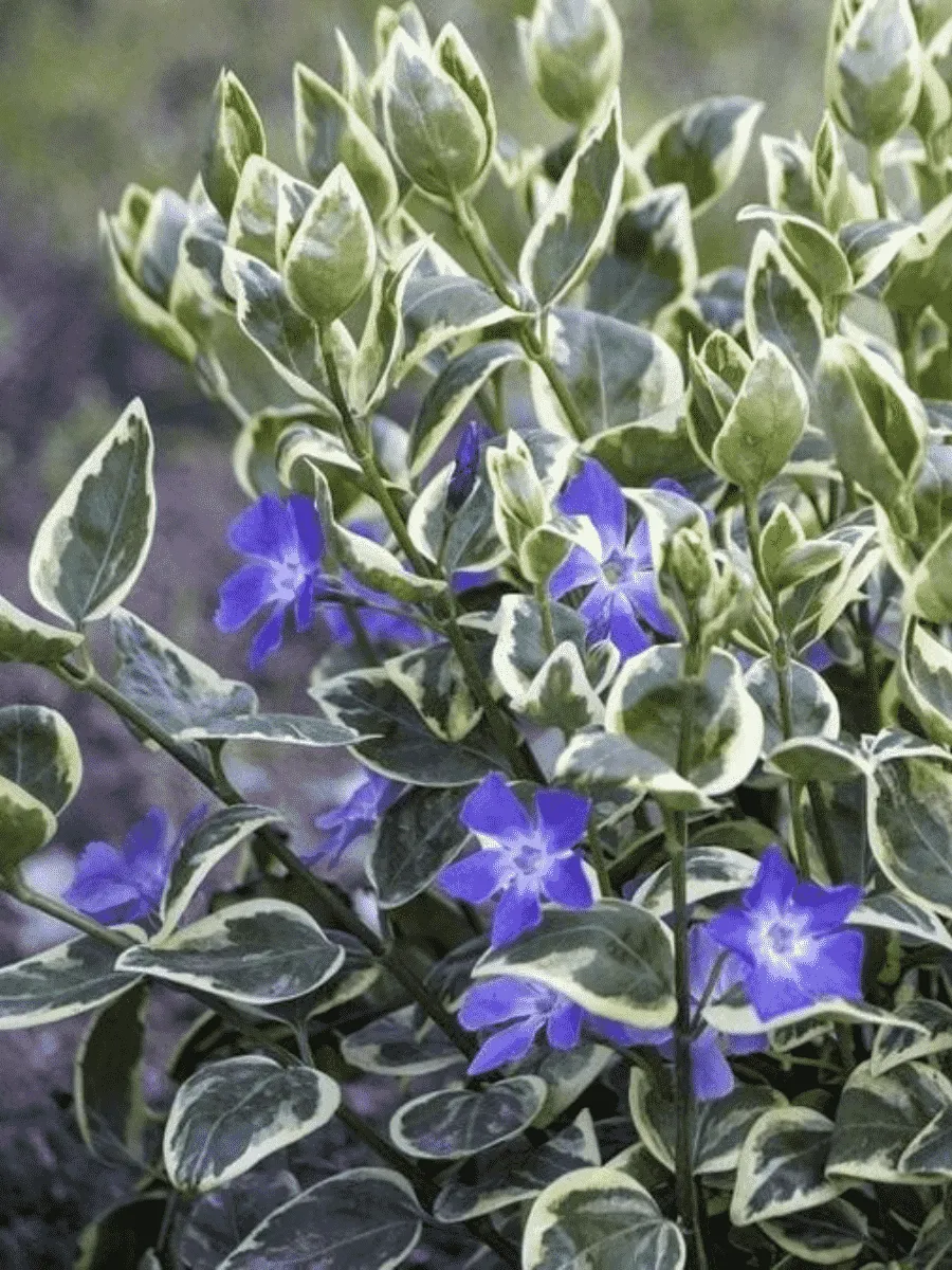 Барвинок большой Вариегата Барвинок большой Вариегата