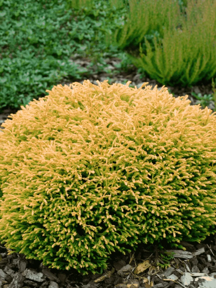 Туя западная Golden Tuffet Туя западная Golden Tuffet