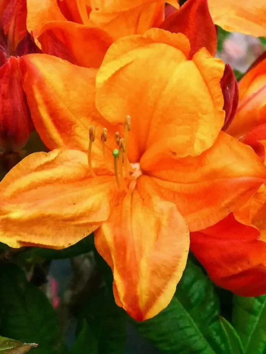 Азалия Glowing Embers Азалия Glowing Embers