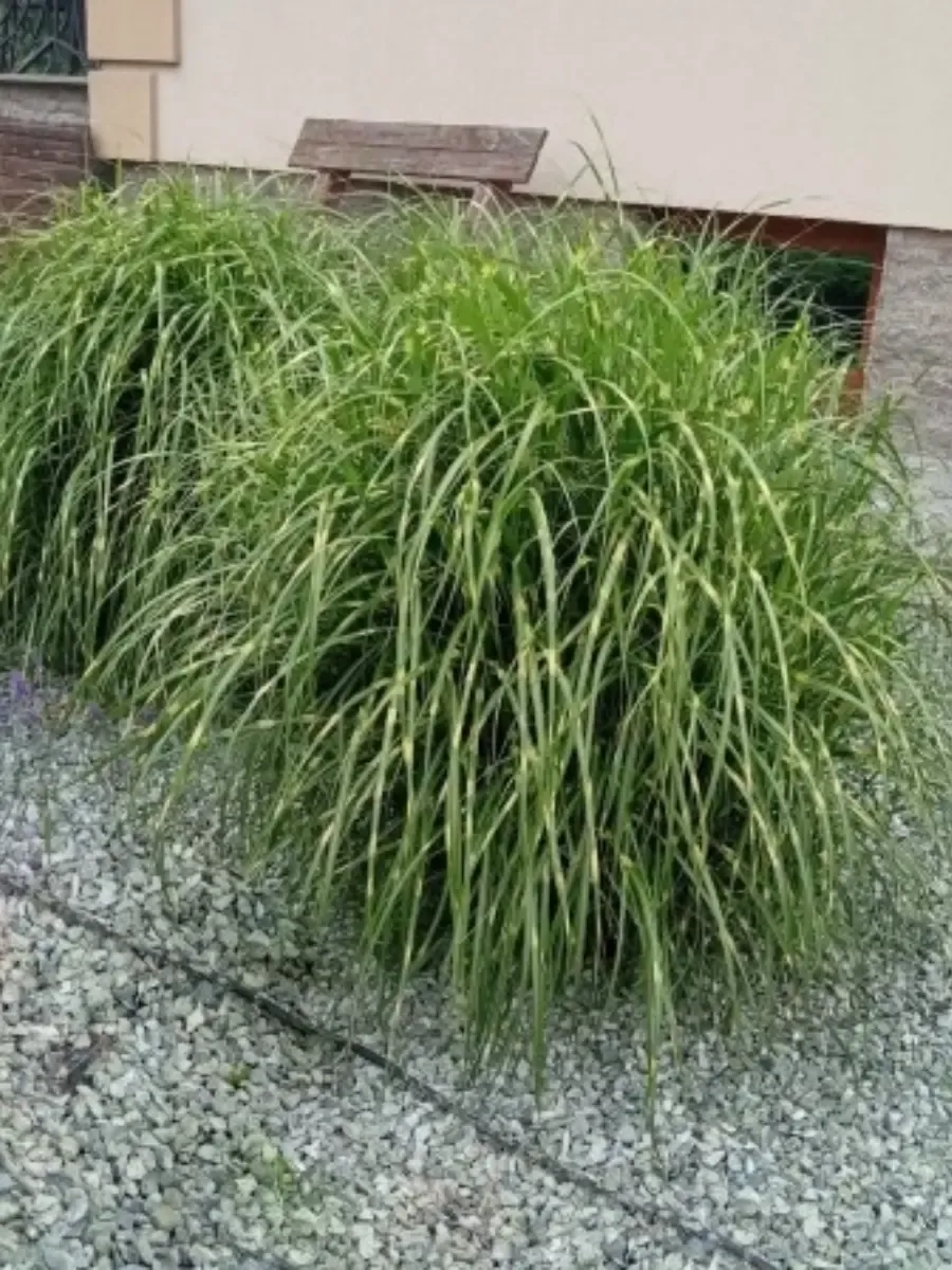 Мискантус китайский Little zebra Мискантус китайский Little zebra