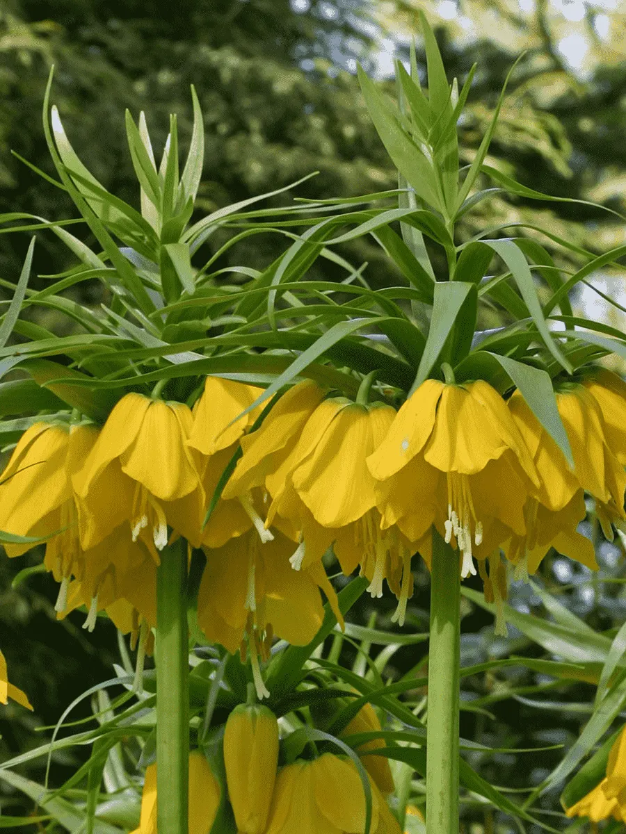 Рябчик императорский Lutea Рябчик императорский Lutea