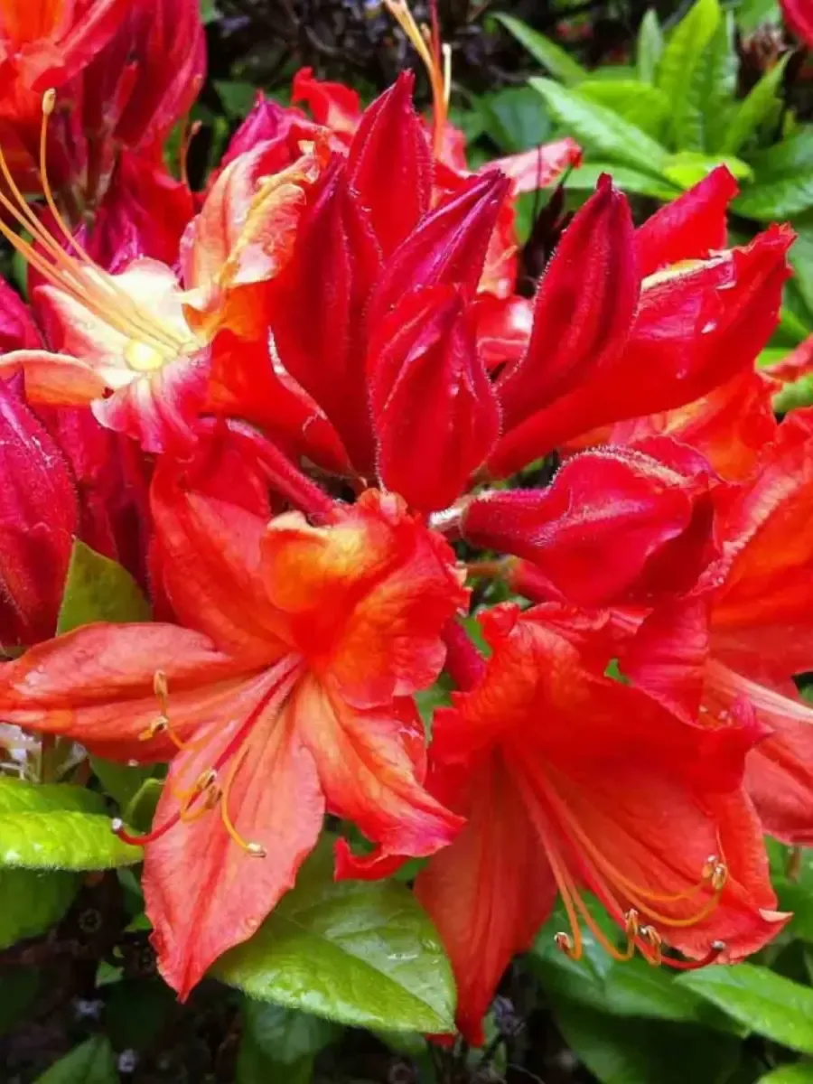 Азалия Fireball