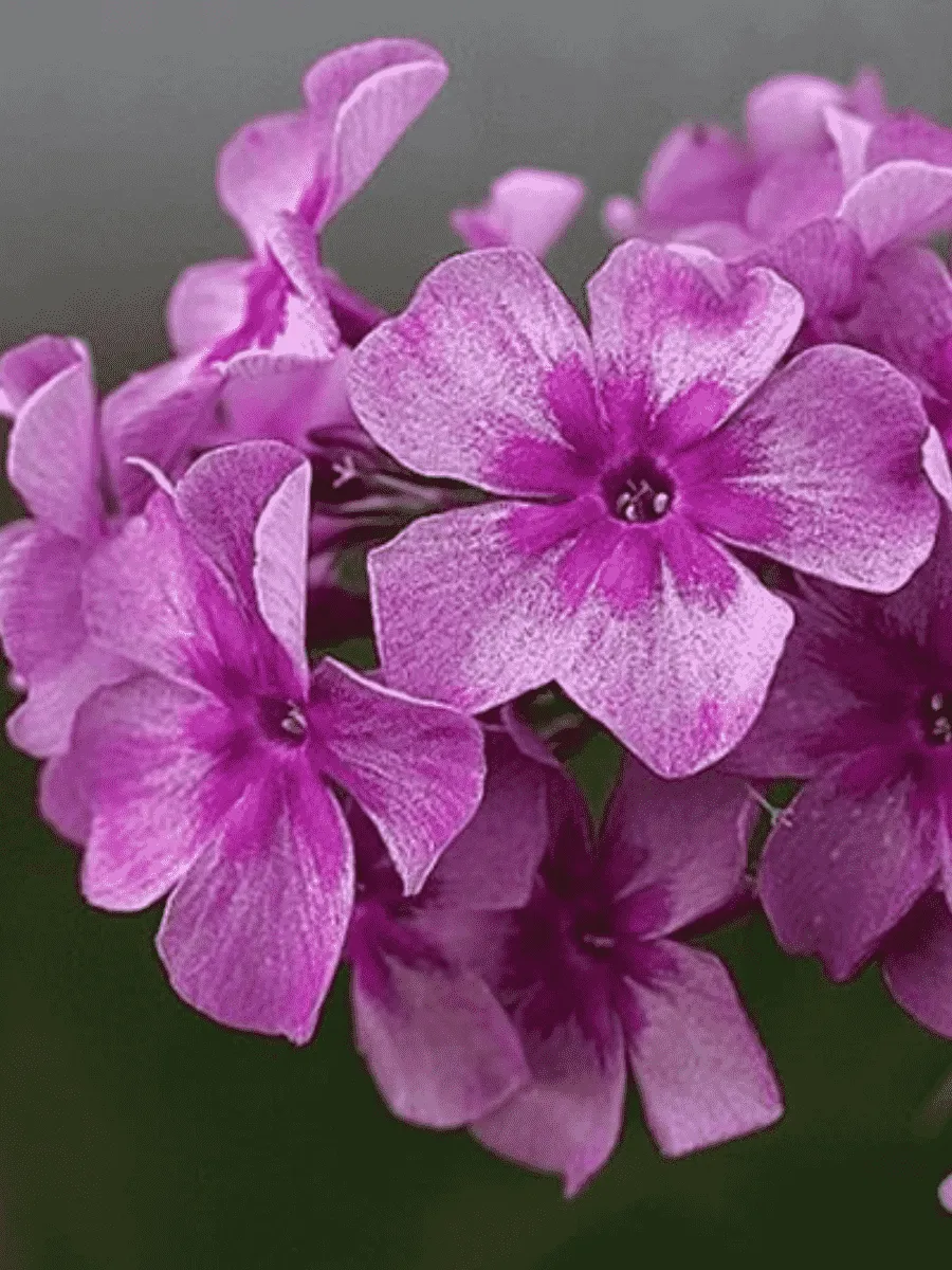 Флокс метельчатый Гаврюша