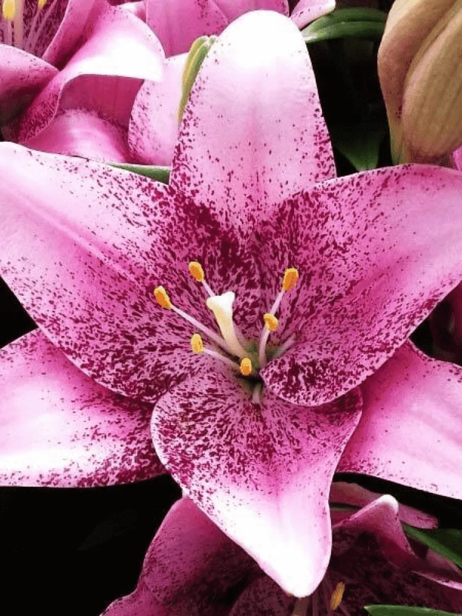 Лилия Sweet Sugar