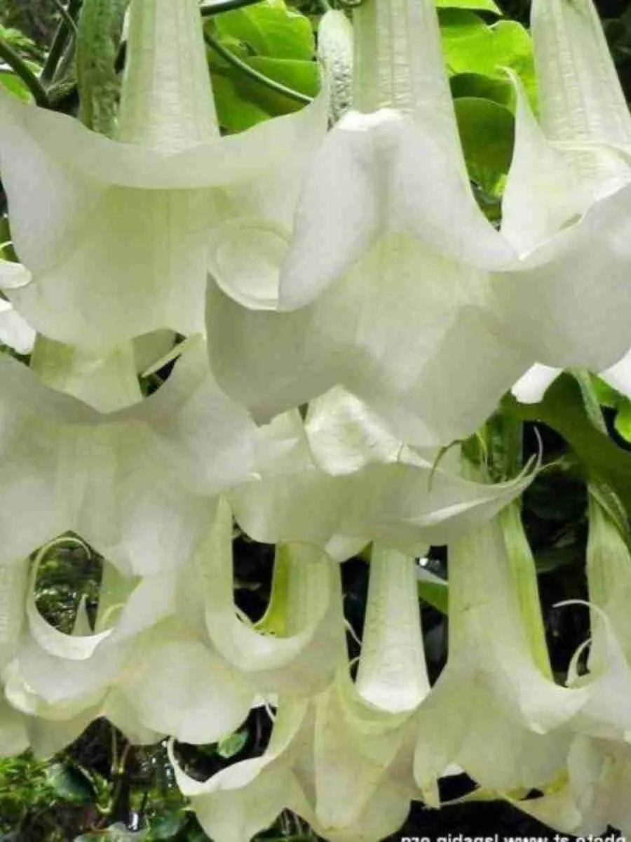 Бругмансия wit