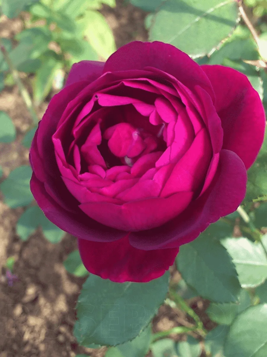 Роза чайно-гибридная Vino Rosso