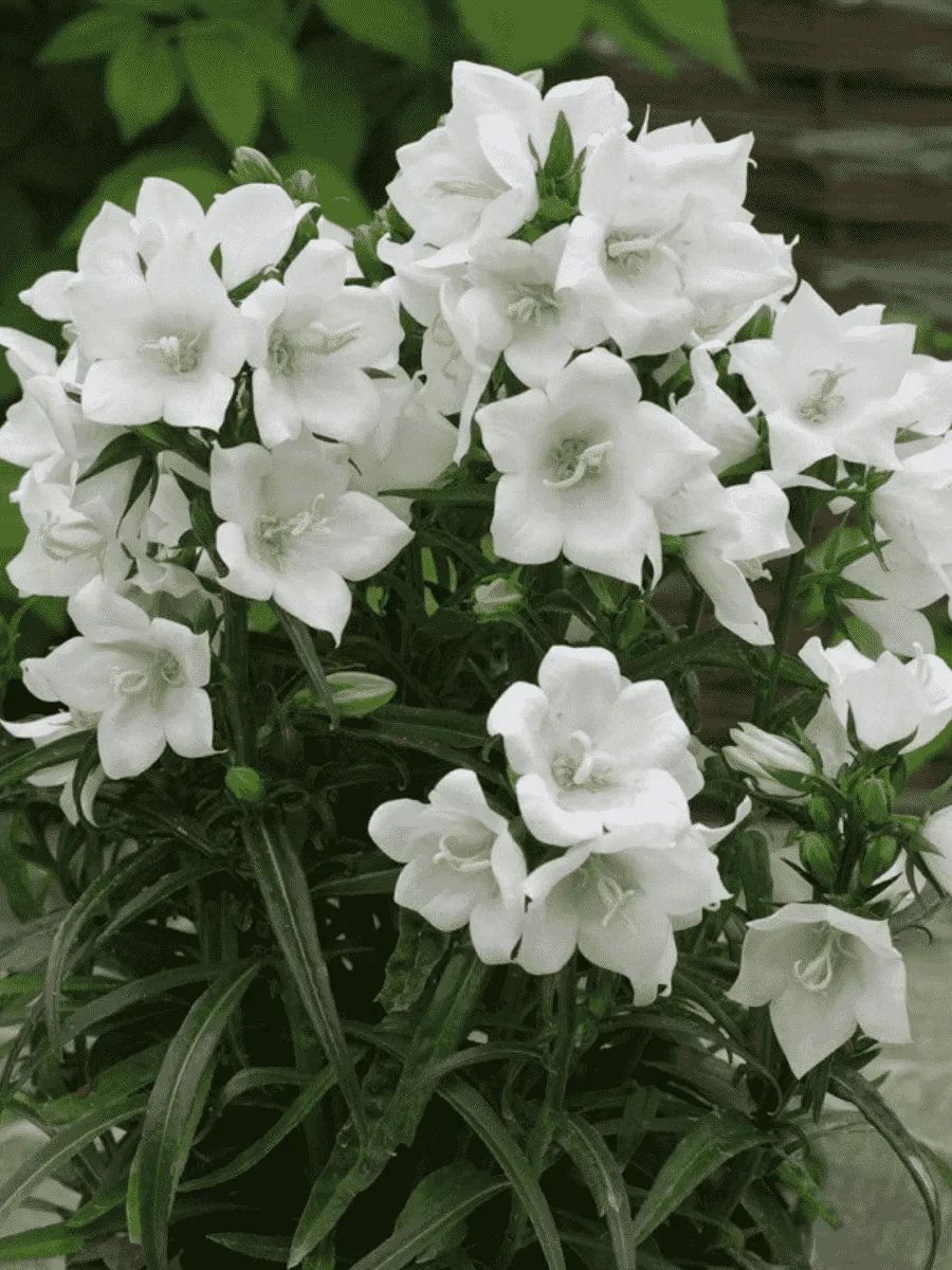 Колокольчик персиколистный Takion White